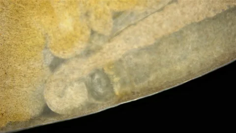 Nemertea worm under a microscope, class Hoplonemertea, order Monostilifera. Stock Footage 219600641