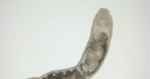 Nemertea worm under a microscope, class Hoplonemertea, order Monostilifera Stock Footage 219775332