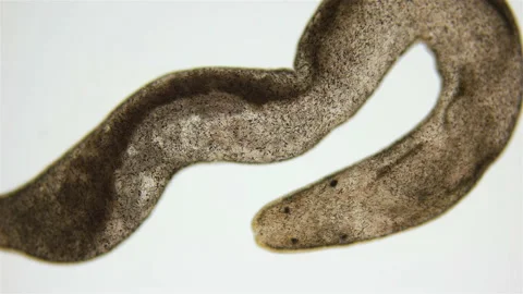 Nemertea worm under a microscope, class Hoplonemertea, order Monostilifera. Stock Footage 232577388