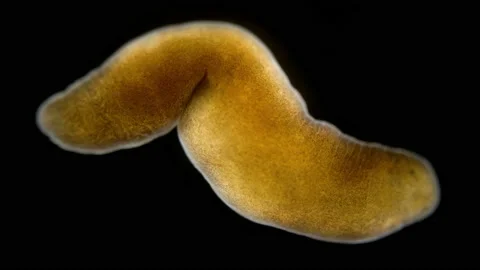 Nemertea worm under a microscope, class Hoplonemertea, order Monostilifera Stock Footage 233072491