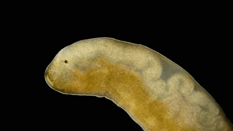 Nemertea worm under a microscope, class Hoplonemertea, order Monostilifera Stock Footage 233074150