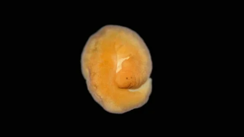 Nemertea worm under a microscope, class Hoplonemertea, order Monostilifera. Stock Footage 233849840