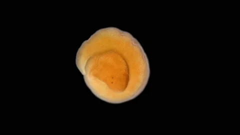 Nemertea worm under a microscope, class Hoplonemertea, order Monostilifera Stock Footage 233856267