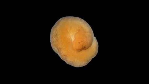 Nemertea worm under a microscope, class Hoplonemertea, order Monostilifera. Stock Photos