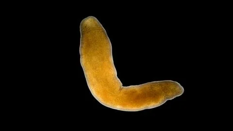 Nemertea worm under a microscope, class Hoplonemertea, order Monostilifera. Stock Photos