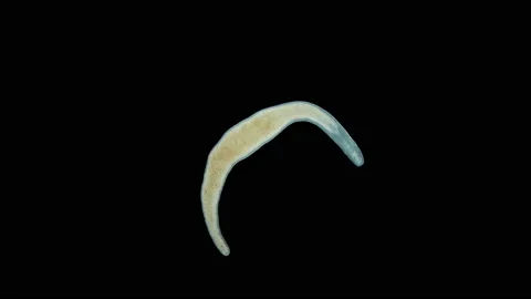 Nemertea worm under a microscope, family Tetrastemmatidae, genus Tetrastemma sp Stock Footage 167214332