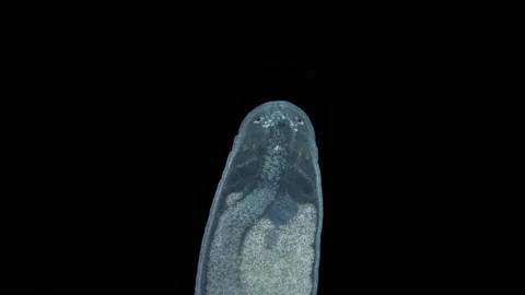 Nemertea worm under a microscope, family Tetrastemmatidae, genus Tetrastemma sp Stock Footage 167214879