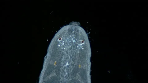 Nemertea worm under a microscope, family Tetrastemmatidae, genus Tetrastemma sp. Stock Footage 235603614