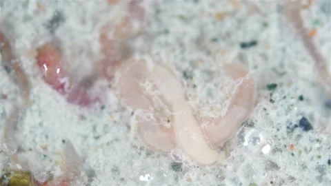 Nemertea worm under microscope, possible Amphiporus lactifloreus. White Sea Stock Footage 302191402