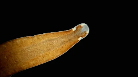 Nemertea worm under a microscope, supertype Spiralia. Stock Footage 124843248