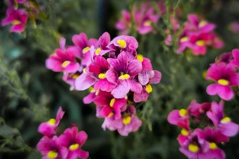 Nemesia Stock Photos