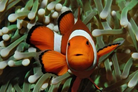 Nemo and anemone Stock Photos