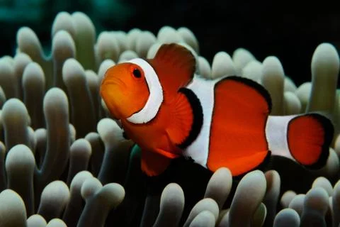 Nemo and grey anemone Stock Photos
