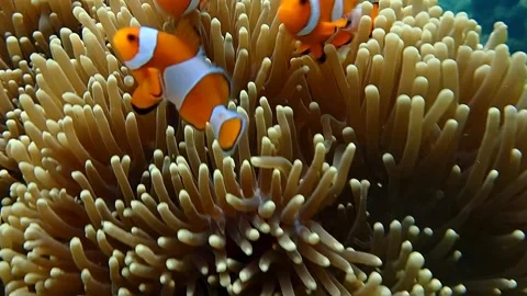 Nemo And His House 2 Stock Footage 245207578