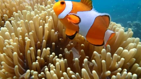 Nemo And His House 3 Stock Footage 245208933
