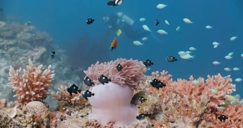 Nemo and Maldives anemonefish in same anemone Maldives 0001 Stock Footage 275886522