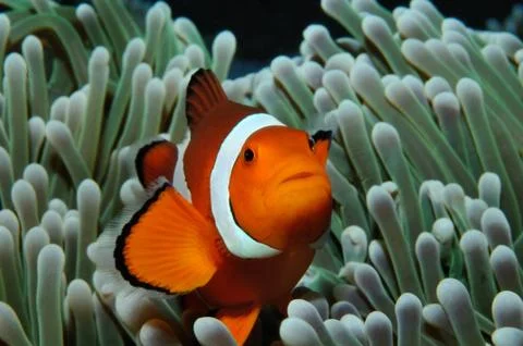 Nemo in anemone Stock Photos
