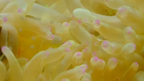 Nemo clown fish in the anemone. Close up Stock Footage 129201031