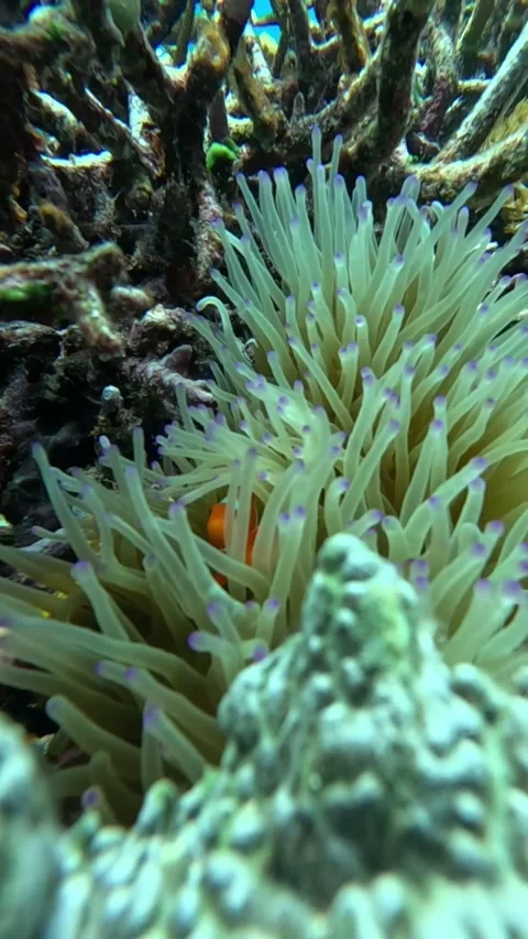 Nemo clown fish in the anemone on the colorful healthy coral reef. Stock Footage 293487031