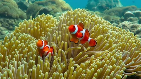 Nemo clown fish couple in the anemone on the colorful healthy coral reef. Stock Footage