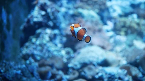 Nemo clown fish eats and swims in aquarium water Vídeo Stock 118397303