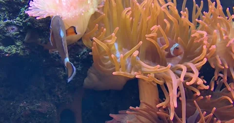 Nemo Clown fish hides among anemones in the ocean Video stock 189493986