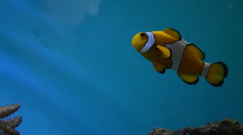 Nemo Clownfish and Blue fish Stock Footage 23616656