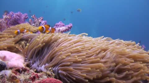 Nemo in a Coral Reef Stock Footage 22278433