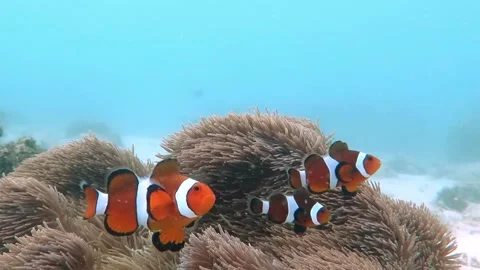 Nemo False Clownfish Wild steady shot with Anenome Stock Footage 163078931