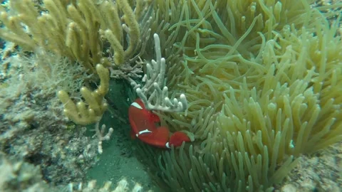 Nemo fish are swimming Stock Footage 302327881