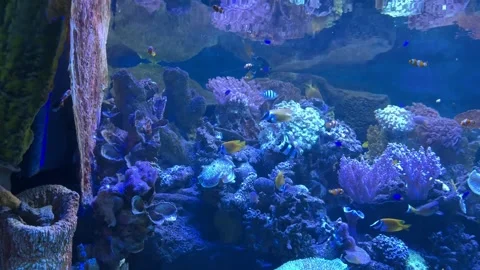 Nemo fish (clownfish) Stock Footage 274237460