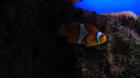 Nemo Fish Stock Footage 1075149