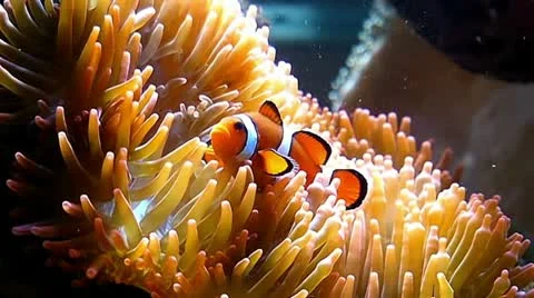 Nemo fish Stock Footage 24673546