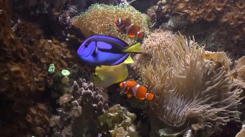Nemo fish Stock Footage 99499164
