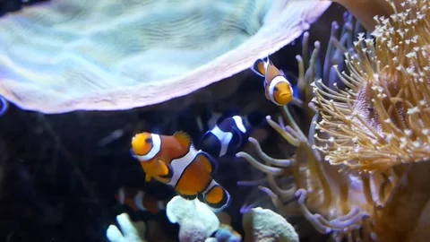 NEMO FISH Video stock 115722370