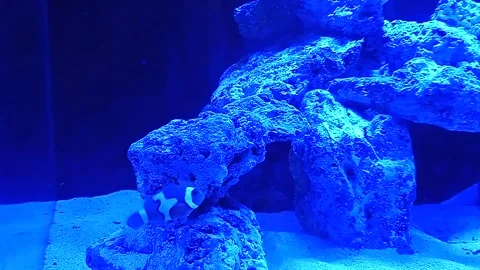 Nemo fish Video stock 147019323