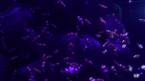 Nemo Fish Stock Footage 217523800