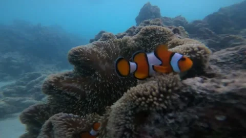 Nemo Fish Stock Footage 247353161