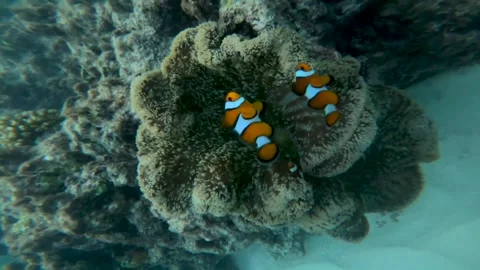 Nemo Fish Stock Footage 247353162