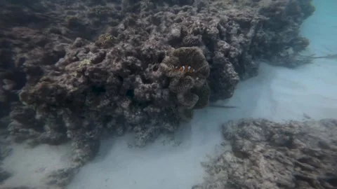 Nemo Fish Stock Footage 247353163