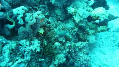 Nemo Fish in Karimun Jawa Stock Footage 84252280