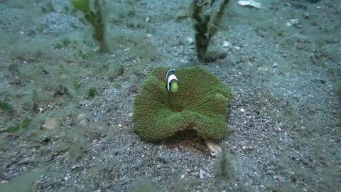 Nemo fish protecting its anemone home Video stock 94161970