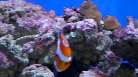 Nemo fish swims in the water 库存影片 111222911