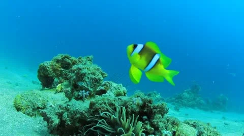 Nemo Stock Footage 21905498