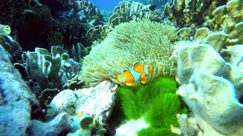 Nemo Stock Footage 115563145