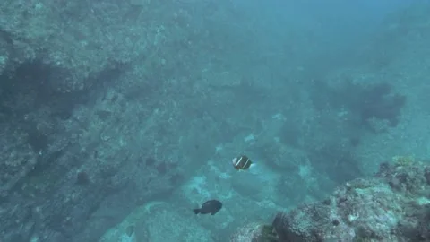 Nemo Video stock 150471255