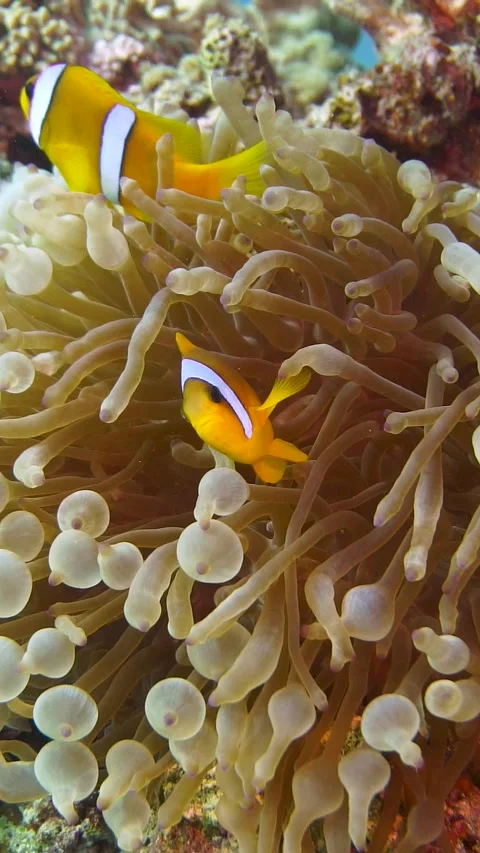 Nemo Stock Footage 225436152