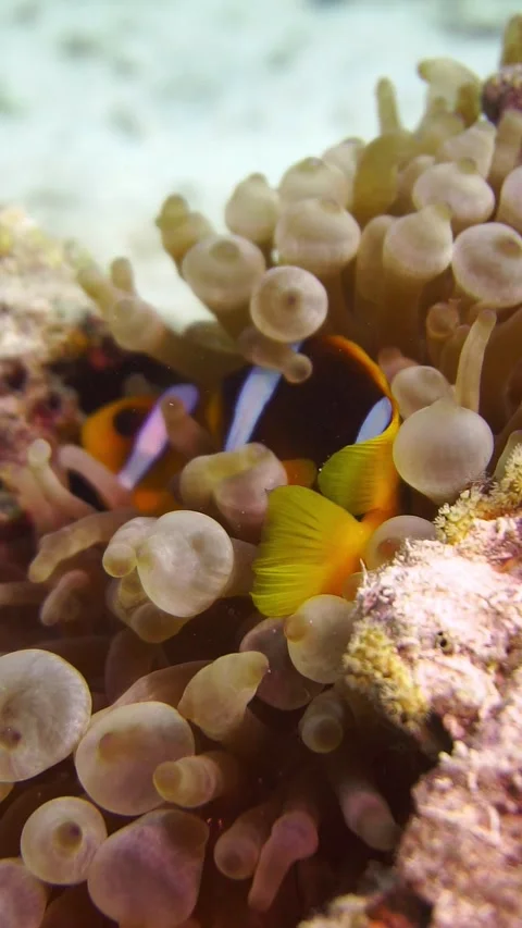 Nemo At Home Stock Footage 225435295