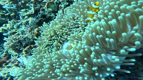 Nemo at Home in His Anemone 🧡 Stock Footage 337881373