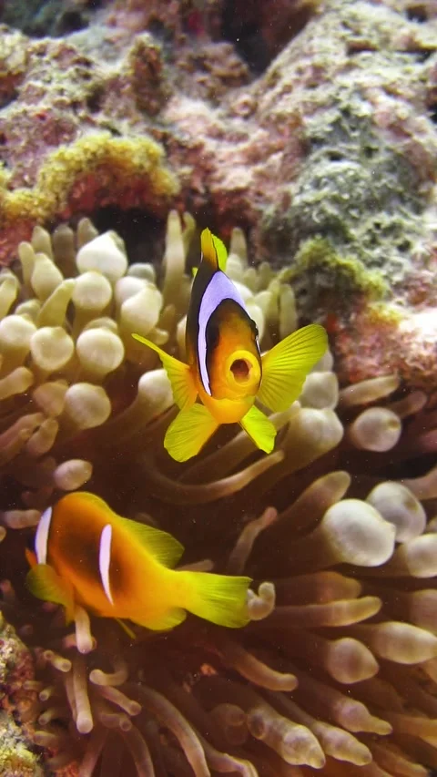 Nemo Kiss Stock Footage 225435432